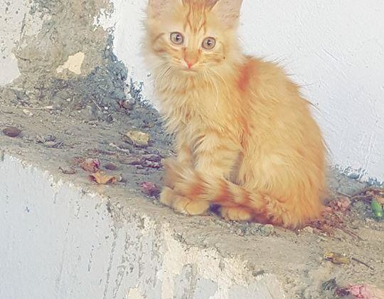 قطة للتبني في مدينة فاس