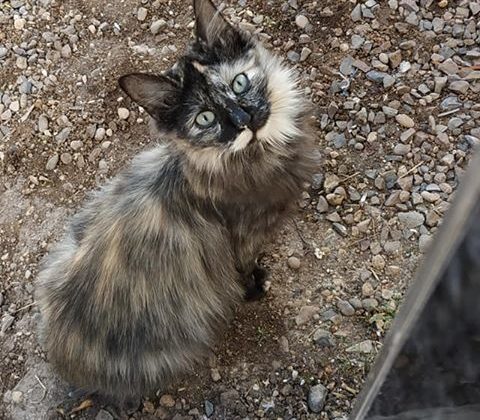 قطة للتبني في مدينة بني ملال