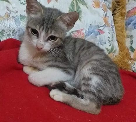 قطة للتبني في مدينة الجديدة