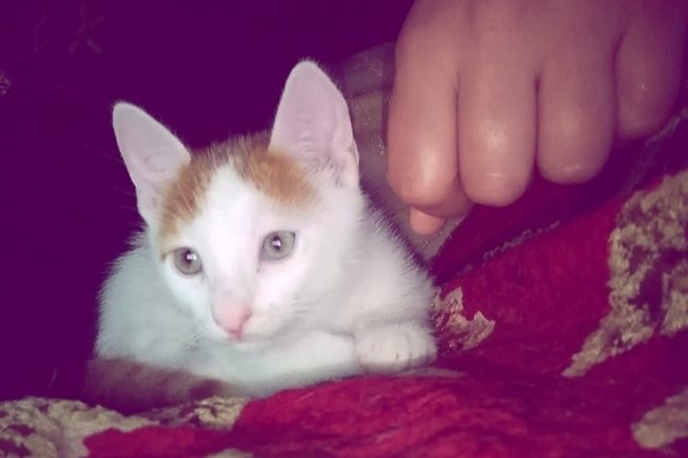 قط للتبني في مدينة الدار البيضاء