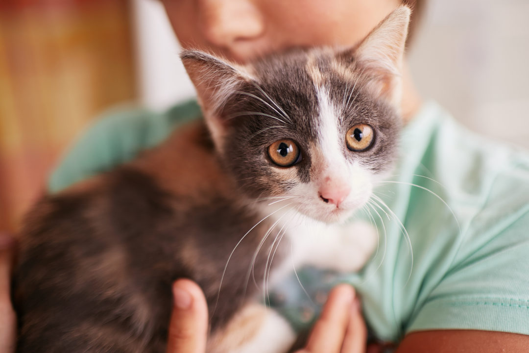 تربية القطط تحمي الأطفال من “الربو”