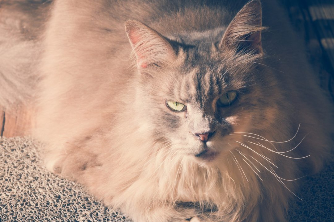 مهندس معماري انتقال استيراد  أرمل المقرض لعبه سلسلة تجريبي عقليا رائحة تكرهها القطط - sayasouthex.com