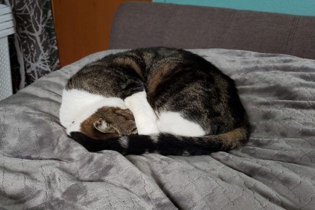 لماذا تغطي القطط وجوهها عندما تنام؟