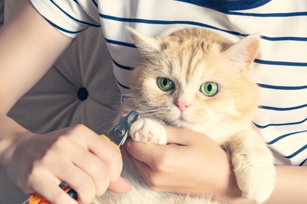 كيف تقلم أظافر قطك بسهولة؟