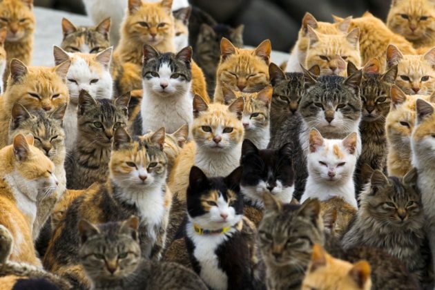 جزيرة القطط في اليابان
