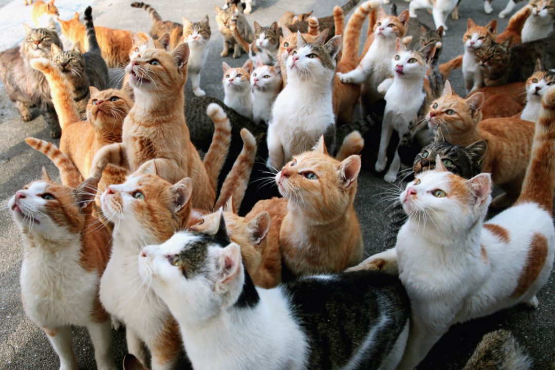 جزيرة القطط في اليابان.. قططٌ أكثر من السكان!