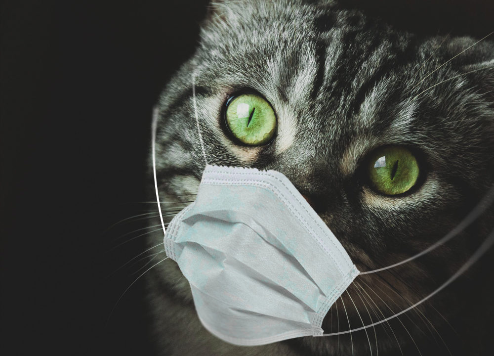 هل تنقل القطط فيروس كورونا للبشر؟